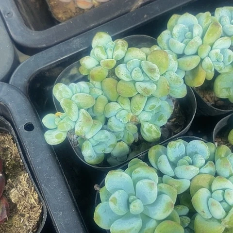 劳尔群2.8带香味
