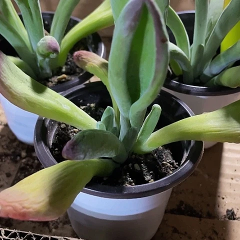 90盆火狐狸5.8带盆土