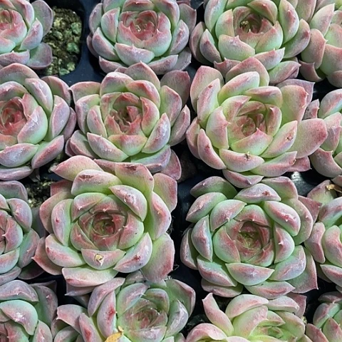 2颗一组法兰西玫瑰