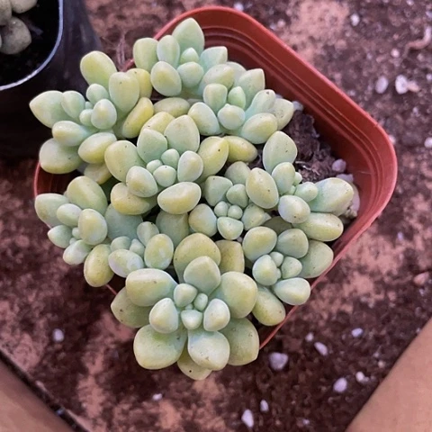 姬秋丽2.8带盆土