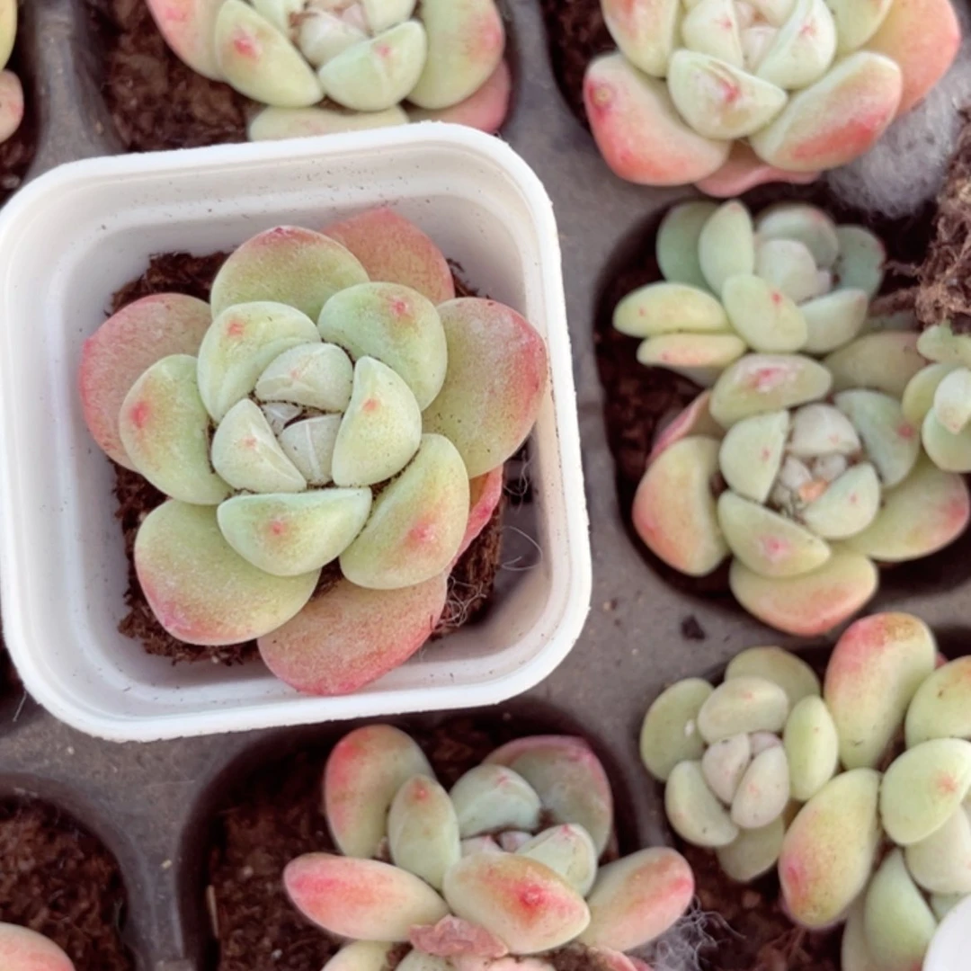 【闪购商品】五彩冰玉