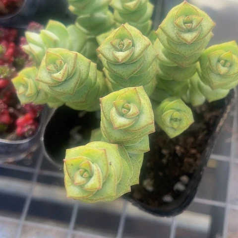 牡丹钱串群2.8带盆土