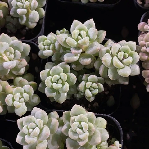 阳光玫瑰2.8带盆土发