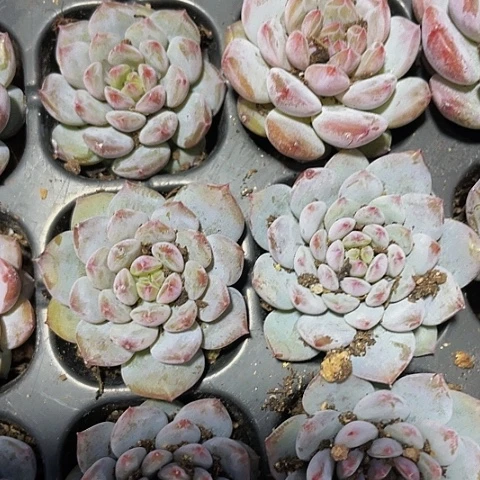 单头玉芙蓉1.5一颗