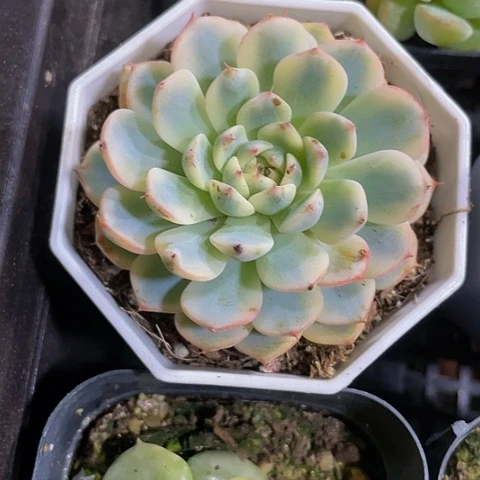 姬莲锦6.8带盆土