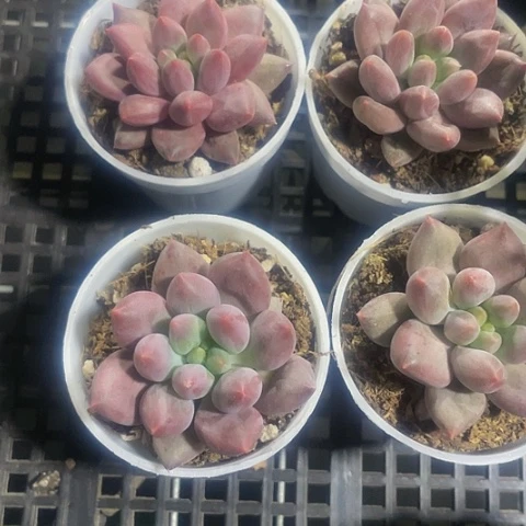 红蜻蜓圆盆带盆土