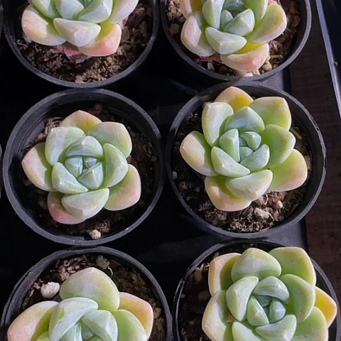 圆盆冰玉1.99带盆土