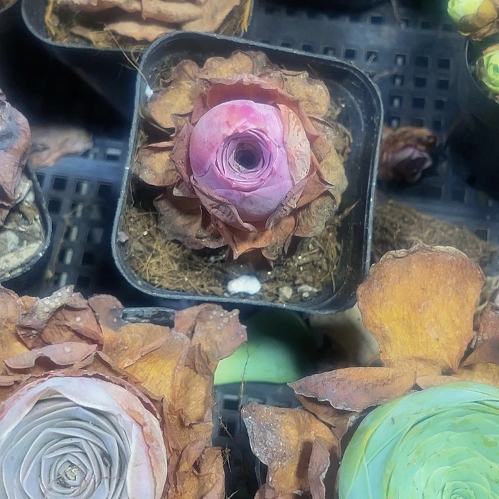 潘多拉玫瑰2.8带盆土