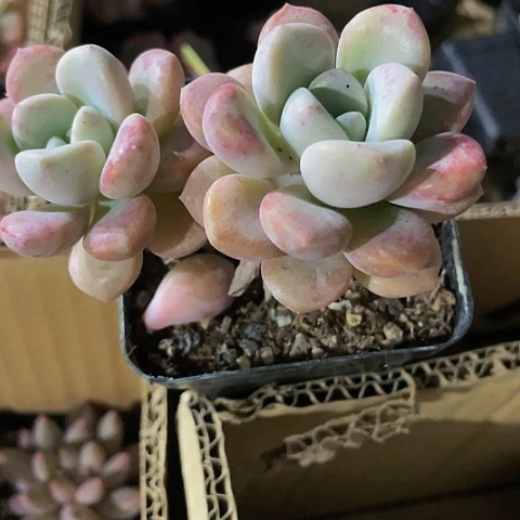 双头7方大花瓣路带盆