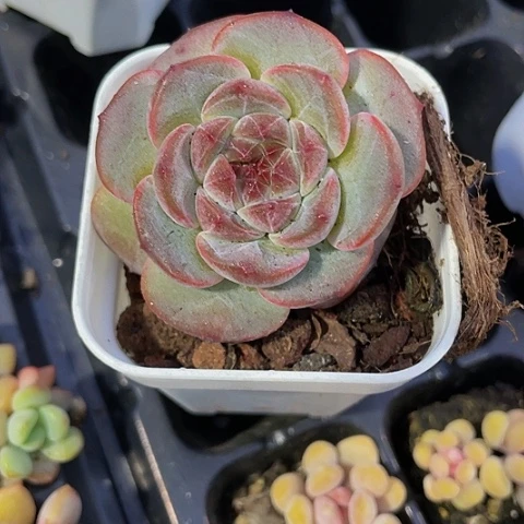 老红琥珀4.8带盆土