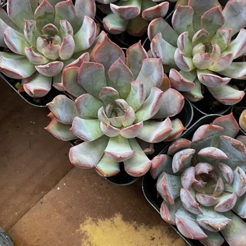 单头大暗冰带盆土发