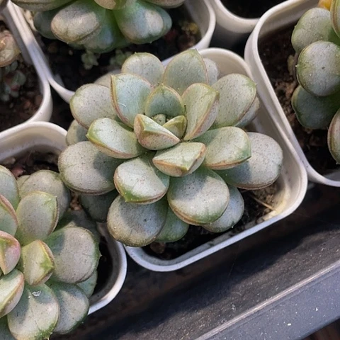 葡萄2.8带盆土发