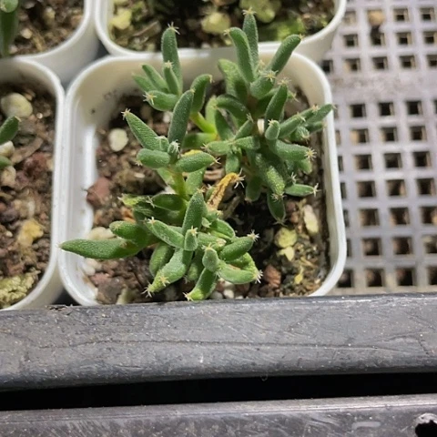 玉米枝干带盆土发