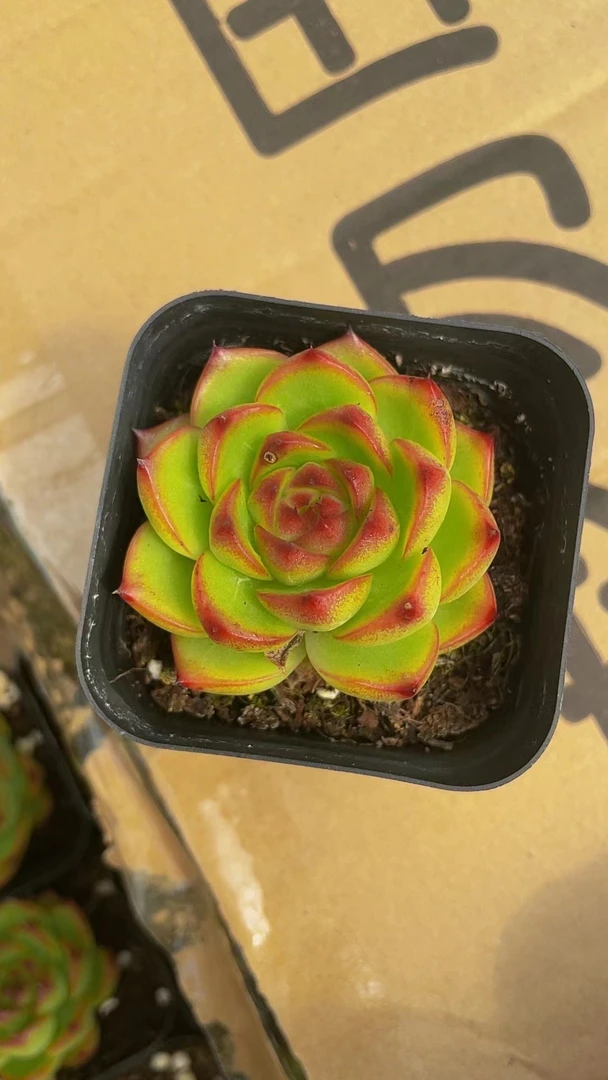 单头状态红太狼室内实物发货种植养植品相繁殖