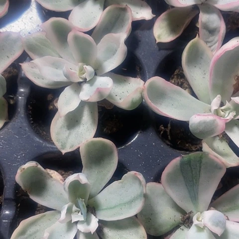 伯克利锦2.8带盆土