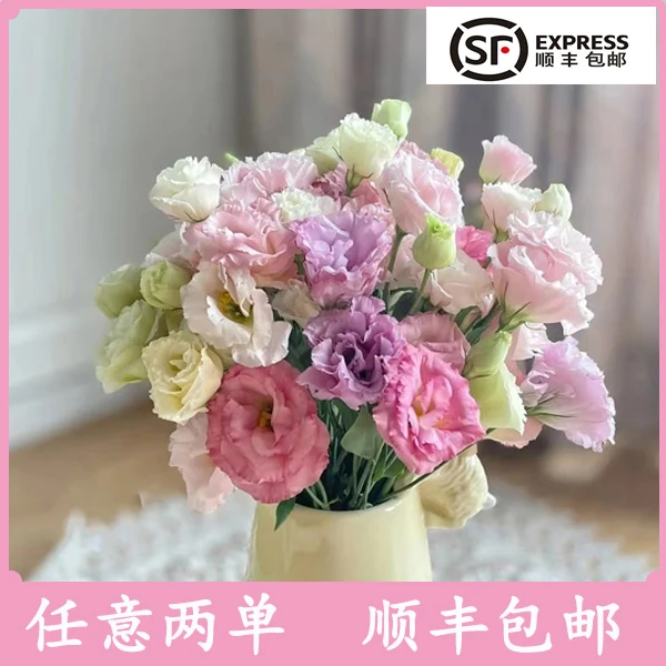云南洋桔梗鲜花团购拼单花店批发基地直发购买三扎免运费顺丰包邮