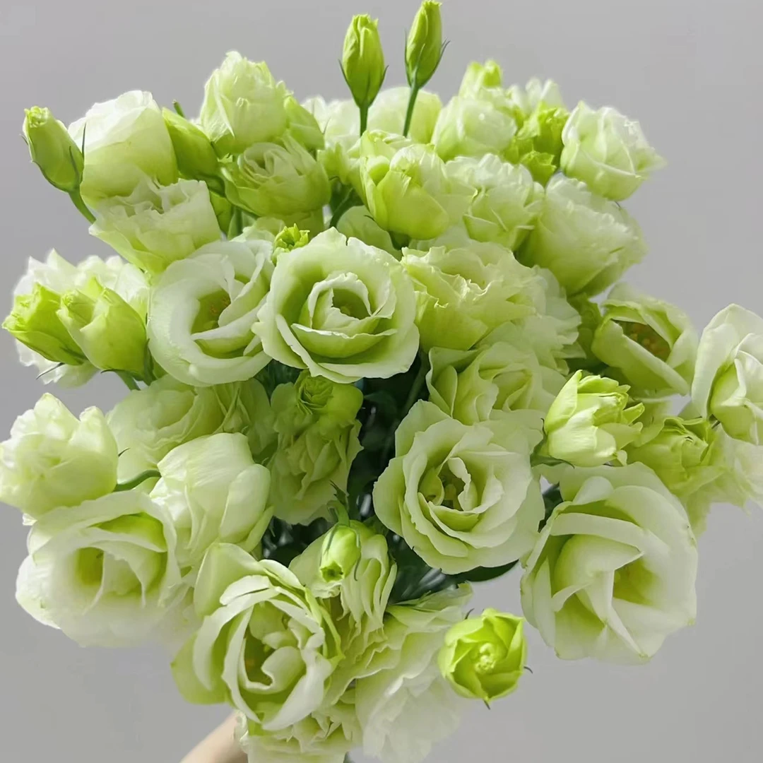 绿色洋桔梗鲜切花家用办公室送人鲜插花云南鲜花AB级批发基地直发
