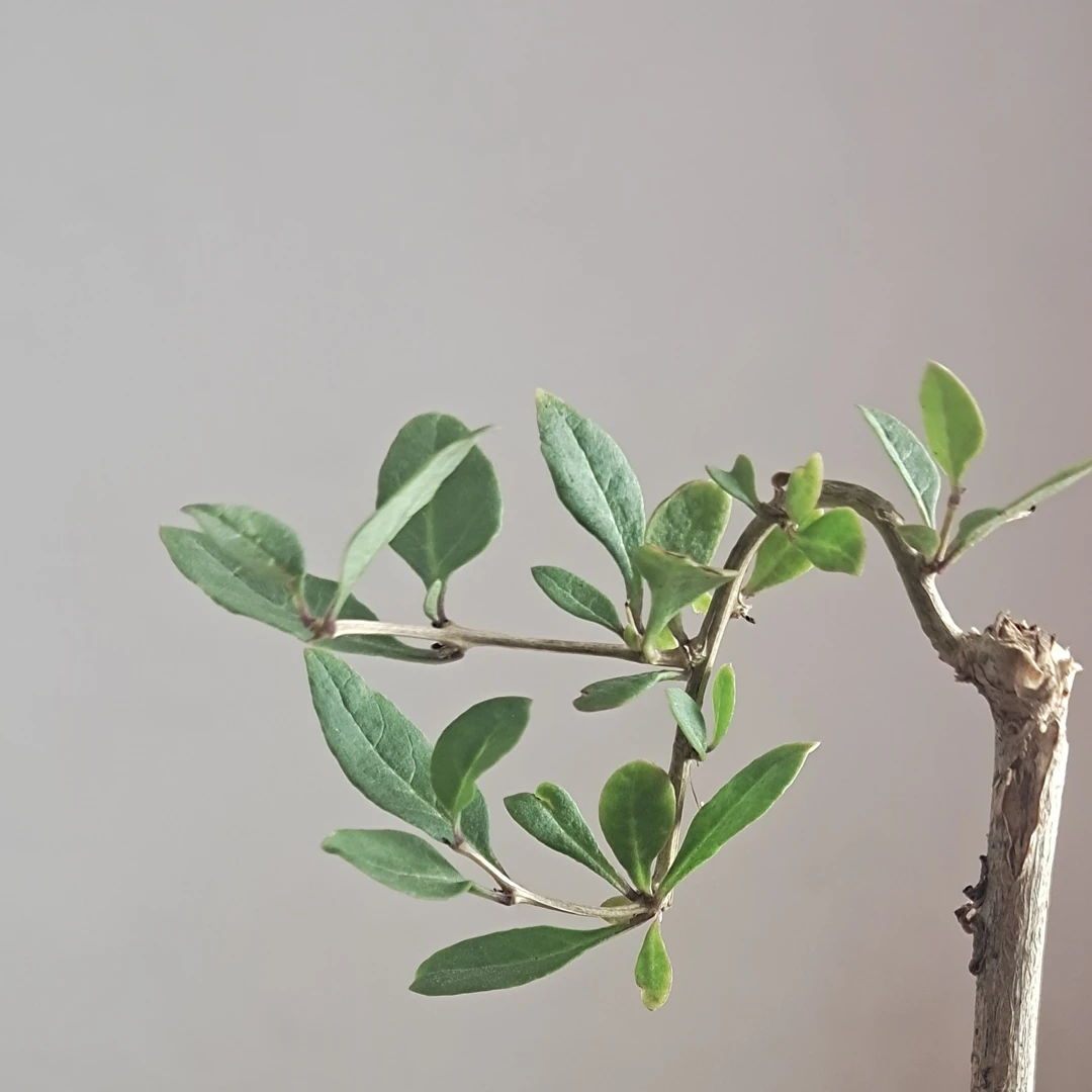 室内玩盆景枸杞两季开花两季挂果