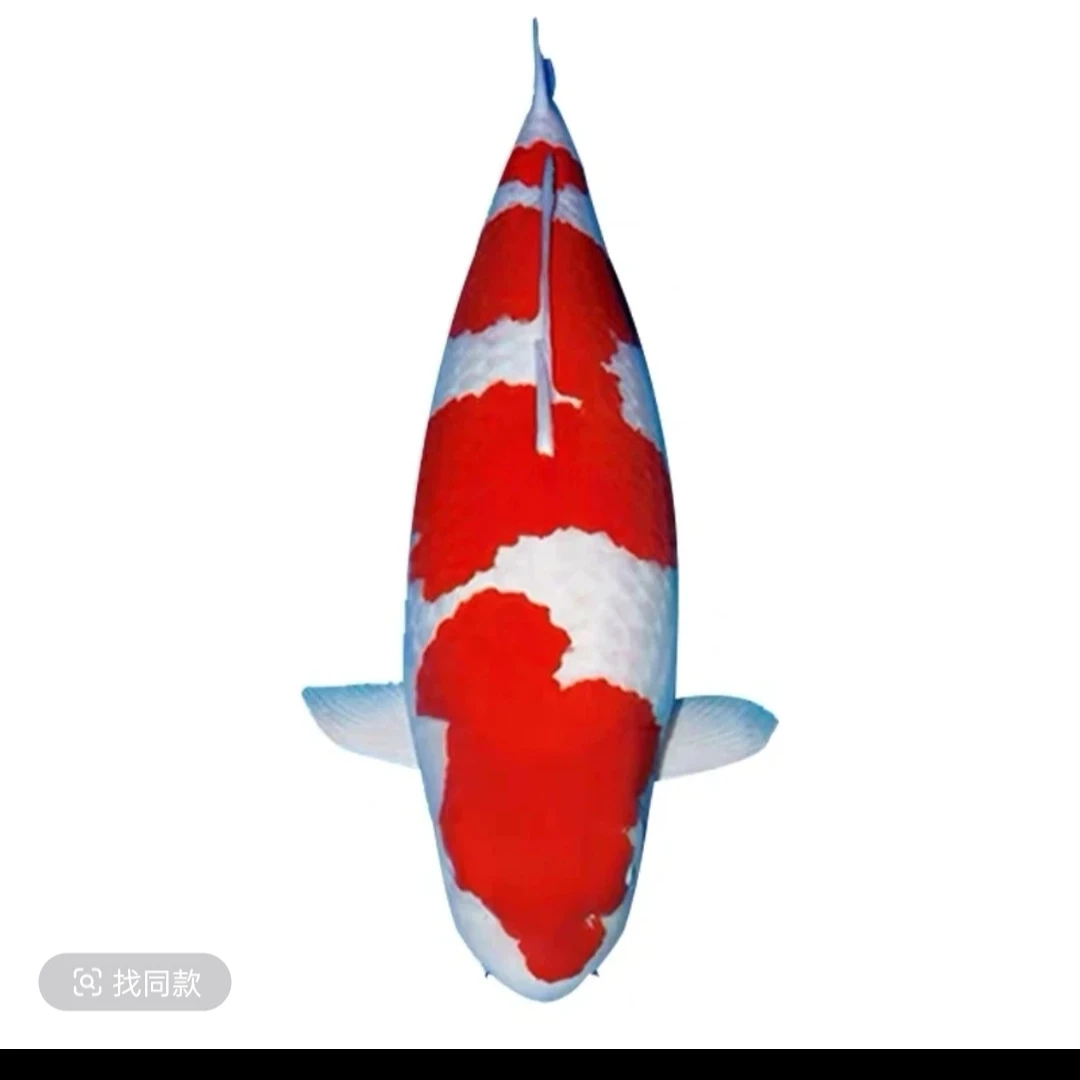 一号直播链接观赏鱼蝴蝶鲤鱼锦鲤好养耐活