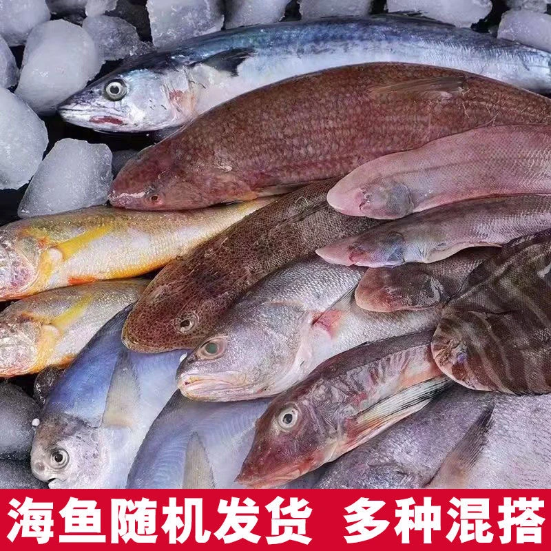 新鲜海捕海杂鱼750g*4份
