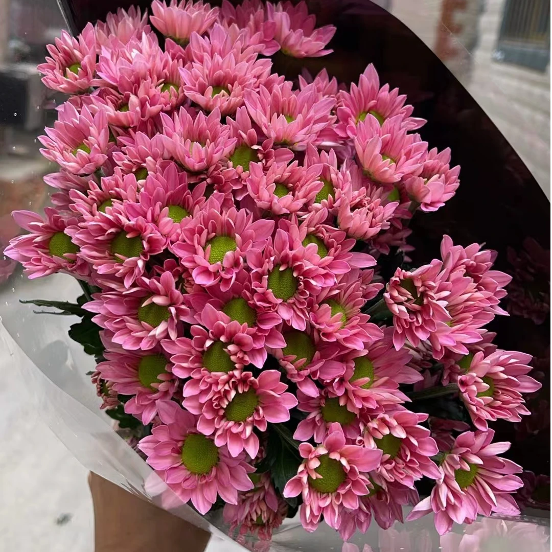 薰衣草 小雏菊全店任意N单一个运费