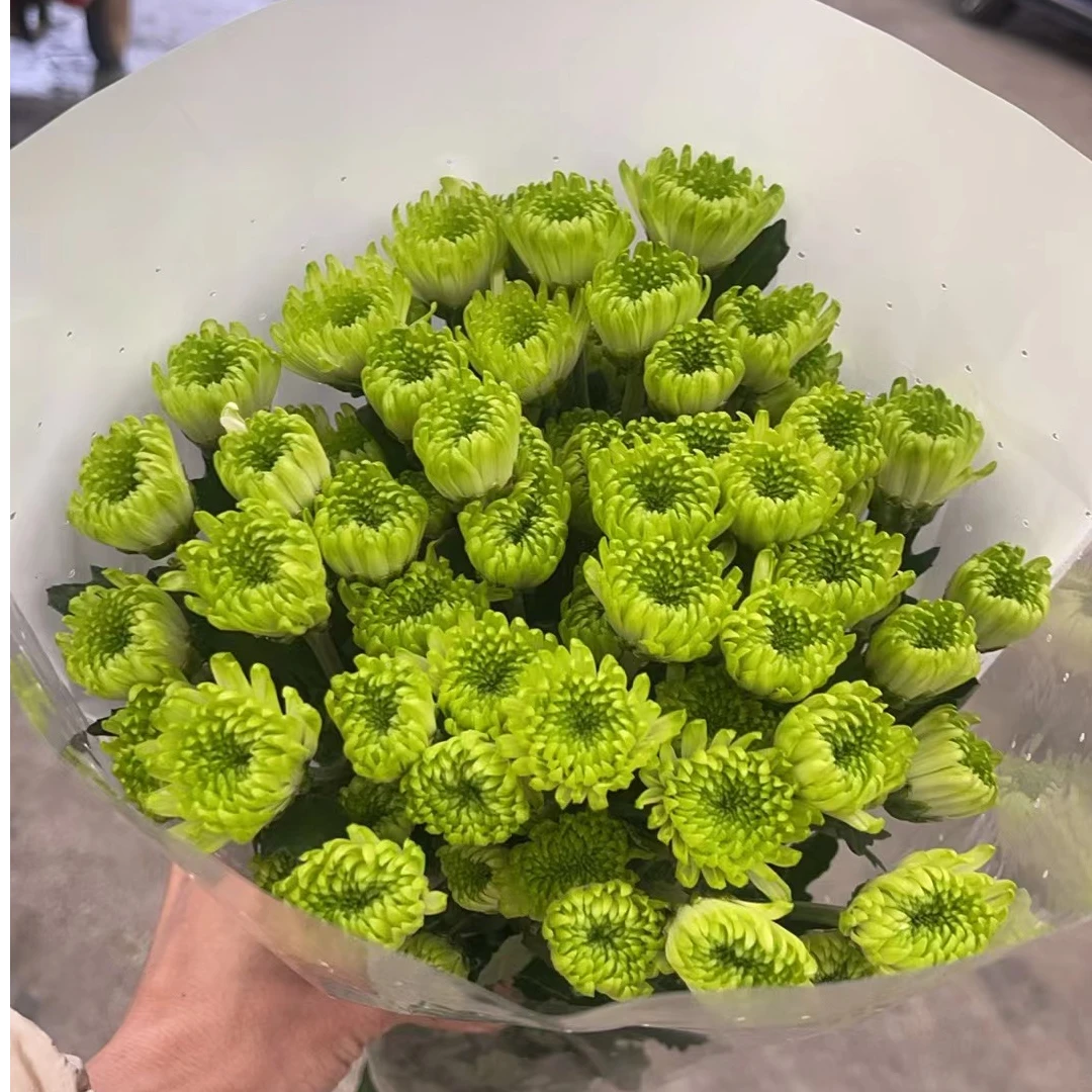 青蛙王子 小雏菊全店任意N单一个运费