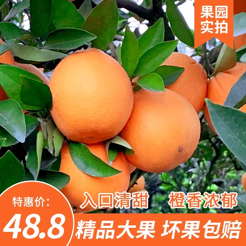 湖南崀山脐橙新宁橙子当季新鲜水果10斤大果整箱包邮果园直发孕妇