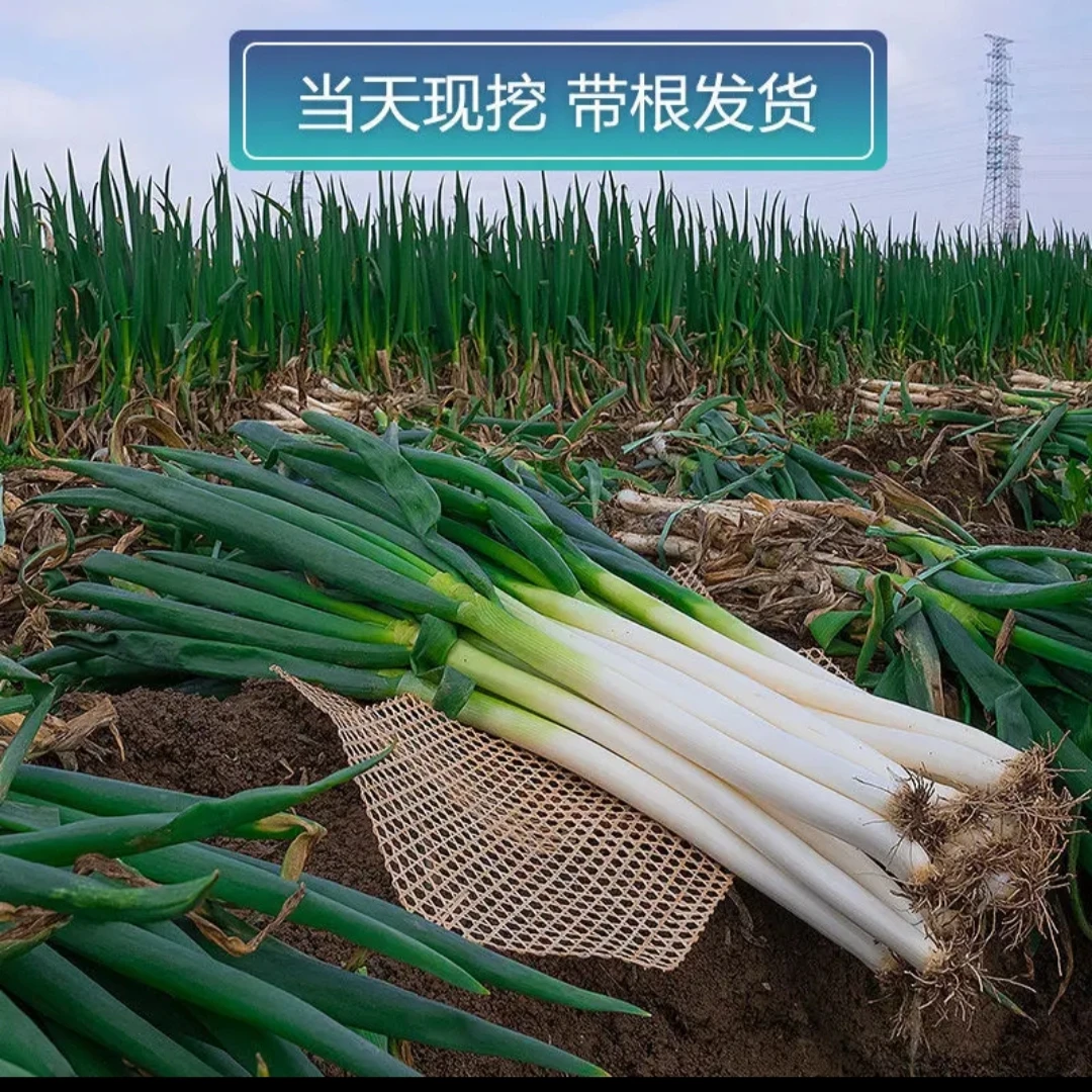 东北大葱，今年新葱，斩头带根东北新葱，5斤装