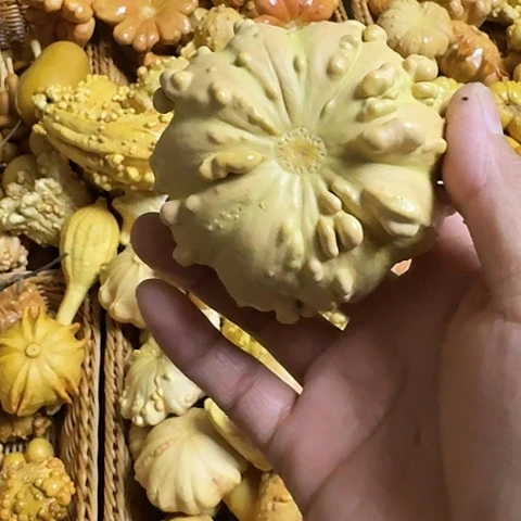 疙瘩葫芦小金刚一把145