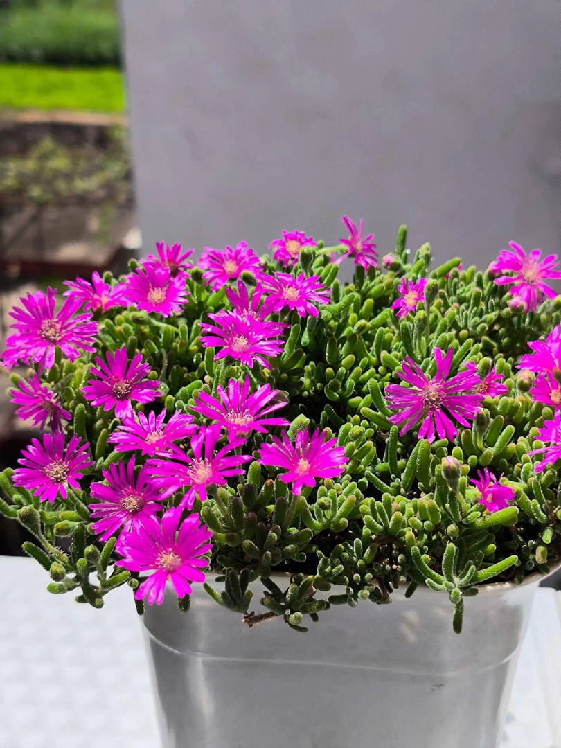 云南枝干番杏多肉植物开花好看新手适合