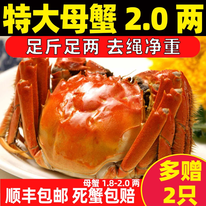 【加赠2只】活蟹现货螃蟹鲜活河蟹全母蟹新鲜顺丰包邮礼盒1.8-2.0两