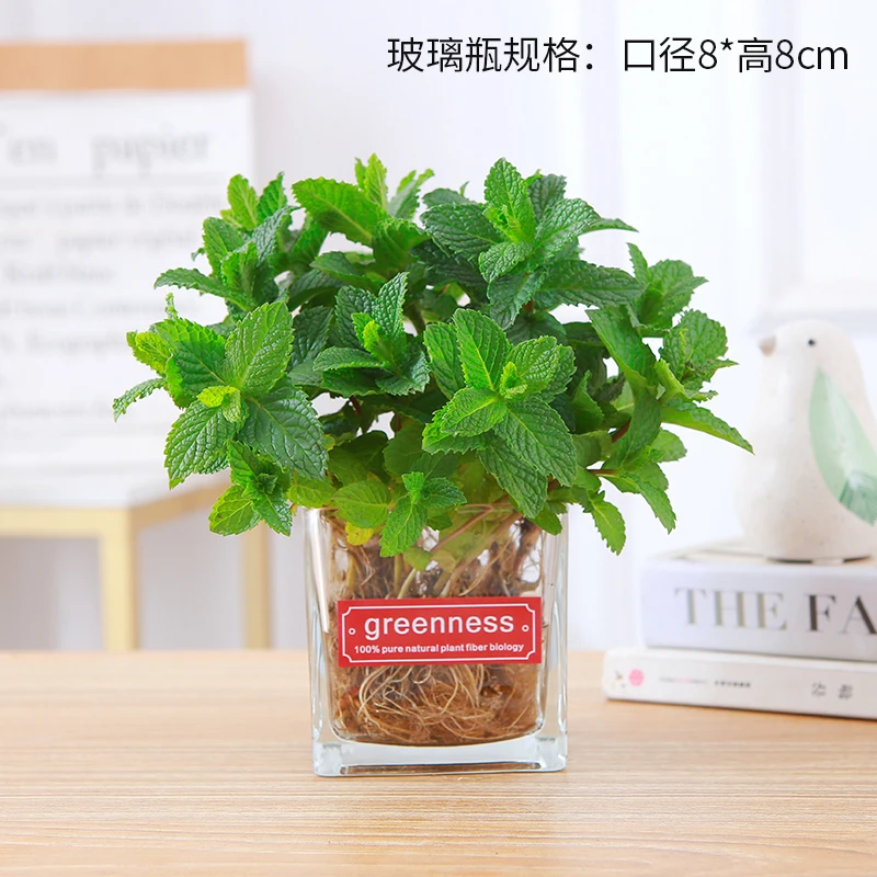 薄荷盆栽水培驱蚊植物室内水养办公室桌面花卉可食用薄荷带货专享