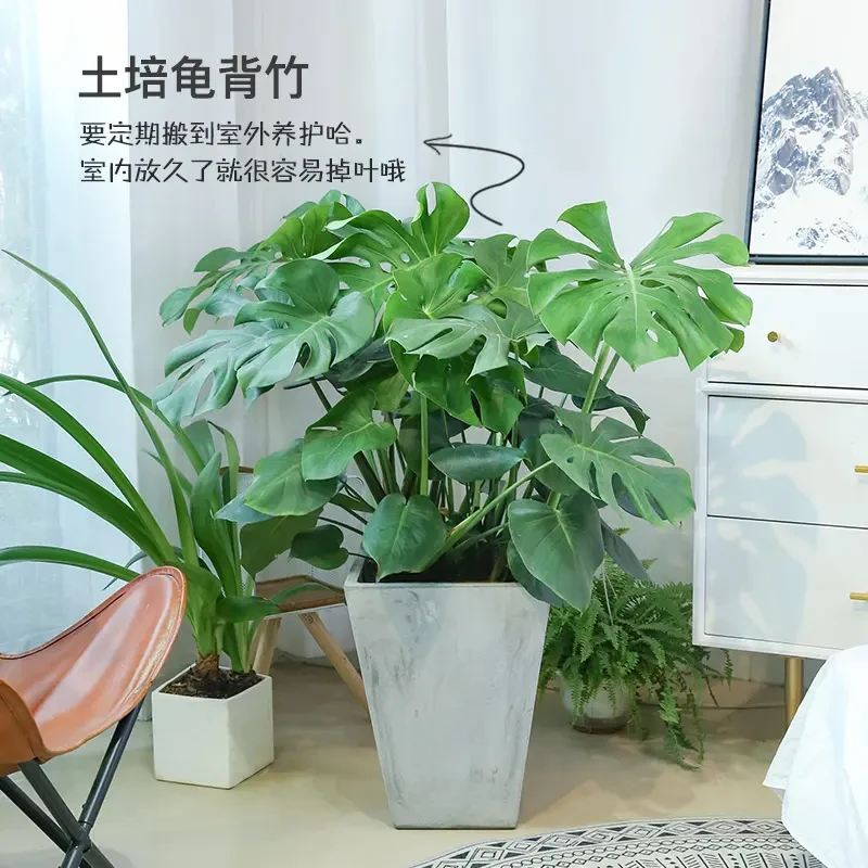 龟背竹大盆栽办公室室内开背大型老桩水培植物客厅观赏绿植花卉