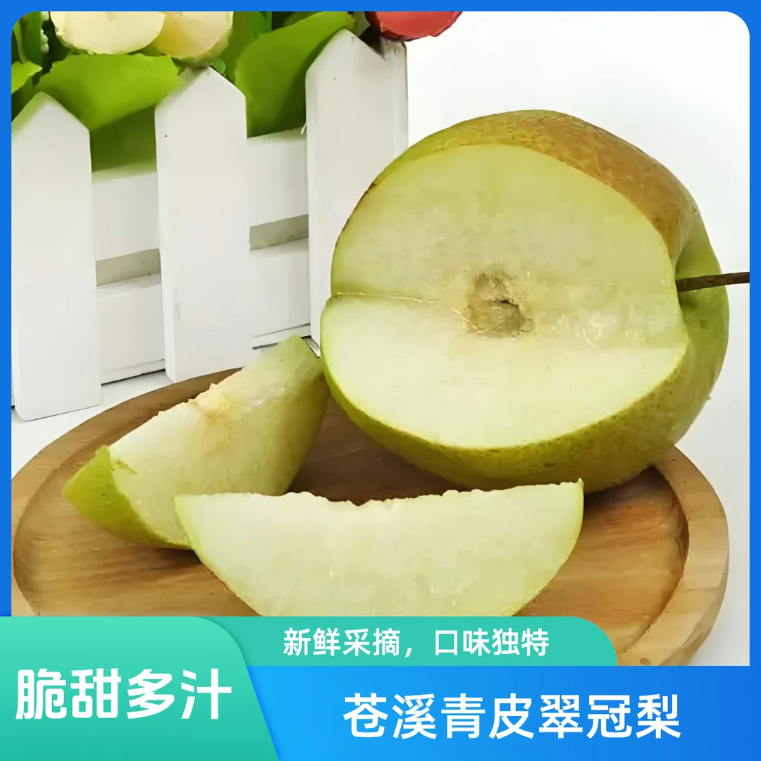 苍溪青皮翠冠梨大果净重8斤~9斤之间饱满果香洁白甜度个头