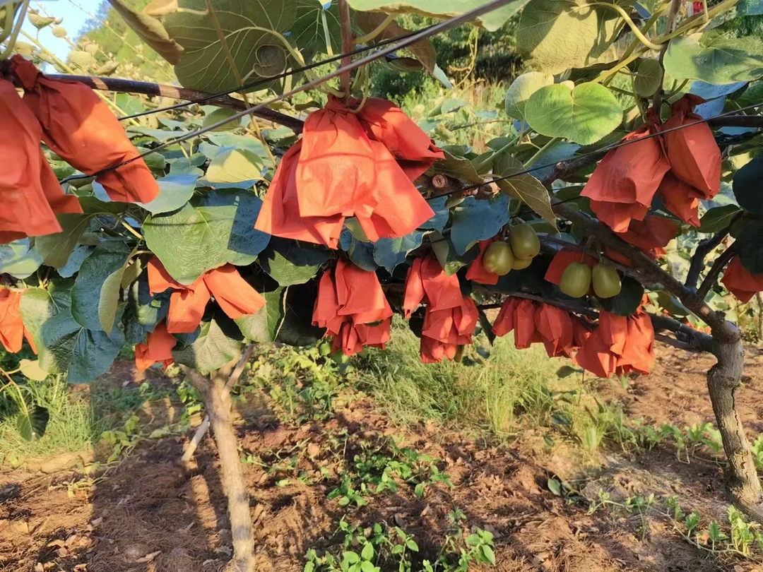 正宗苍溪红心猕猴桃 天然美味 新鲜上市