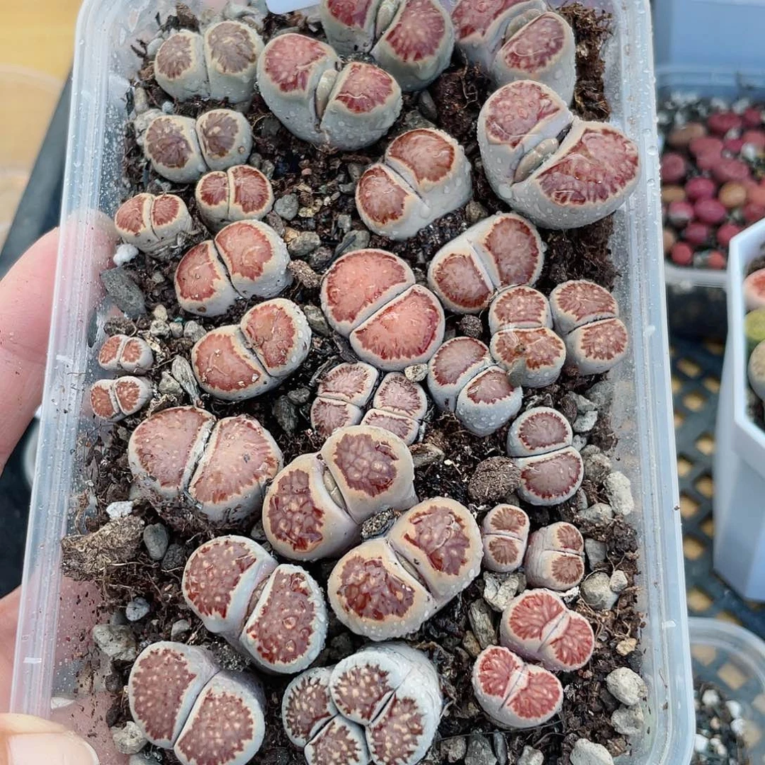 红陶20CM（含）-50CM（不含）197