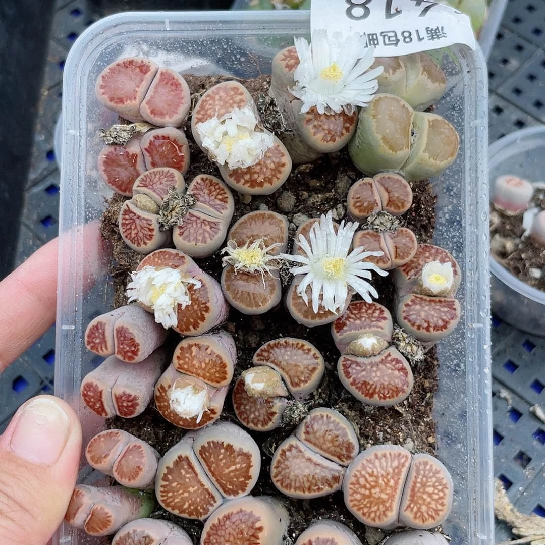 红陶20CM（含）-50CM（不含）418