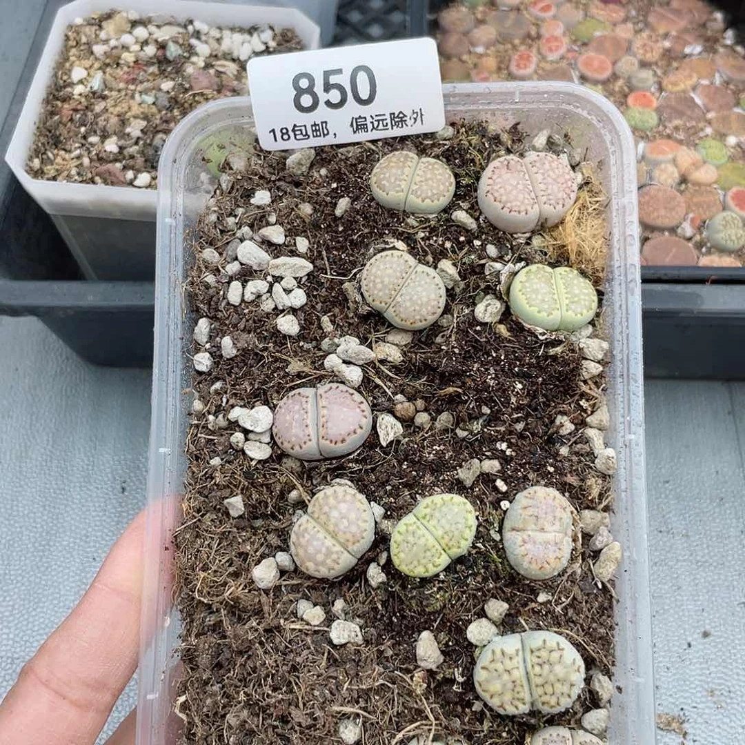 850阿德的第一场电影