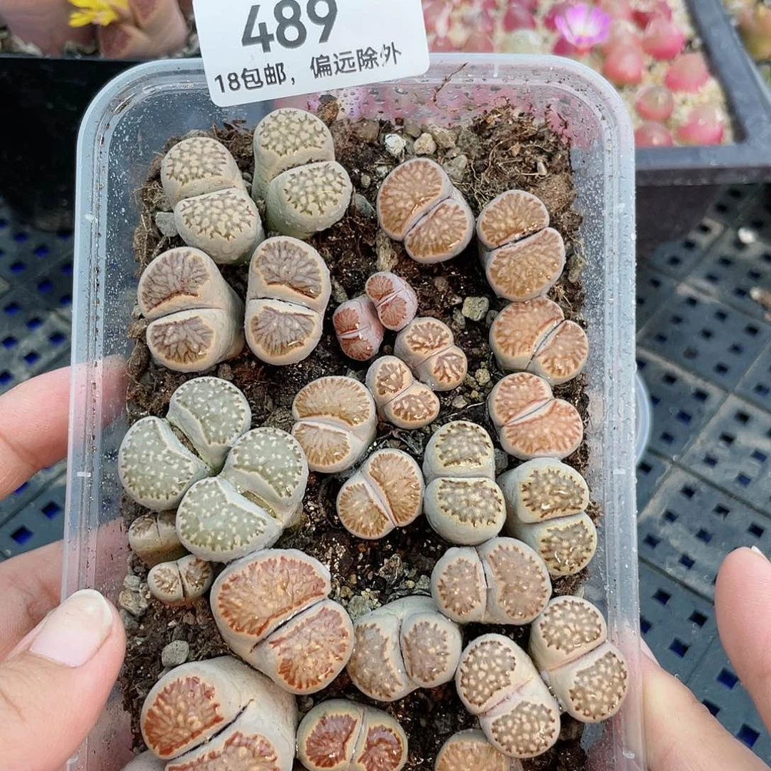 红陶20CM（含）-50CM（不含）489