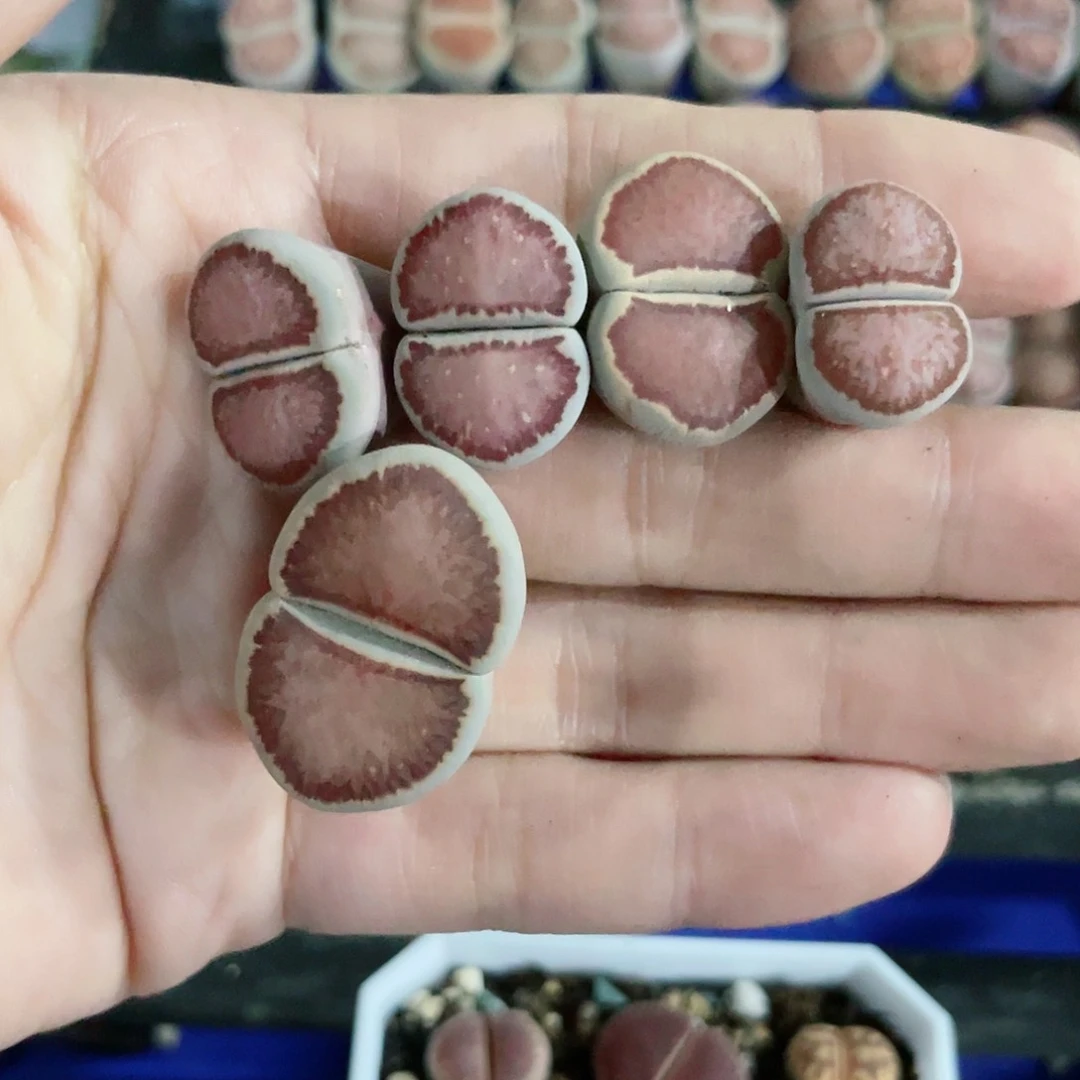 红陶20CM（含）-50CM（不含）晚**马026