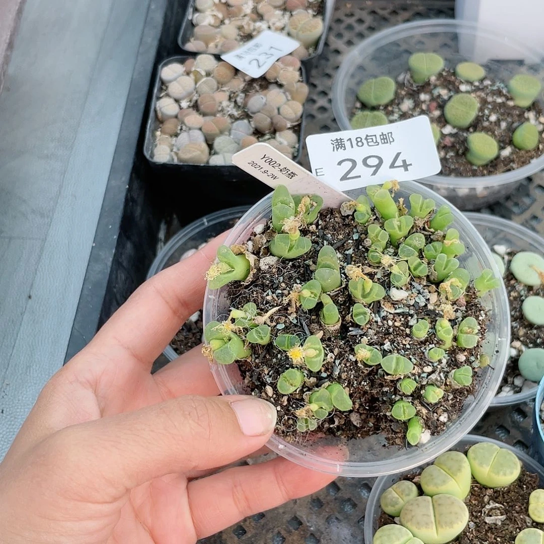 红陶20CM（含）-50CM（不含）294