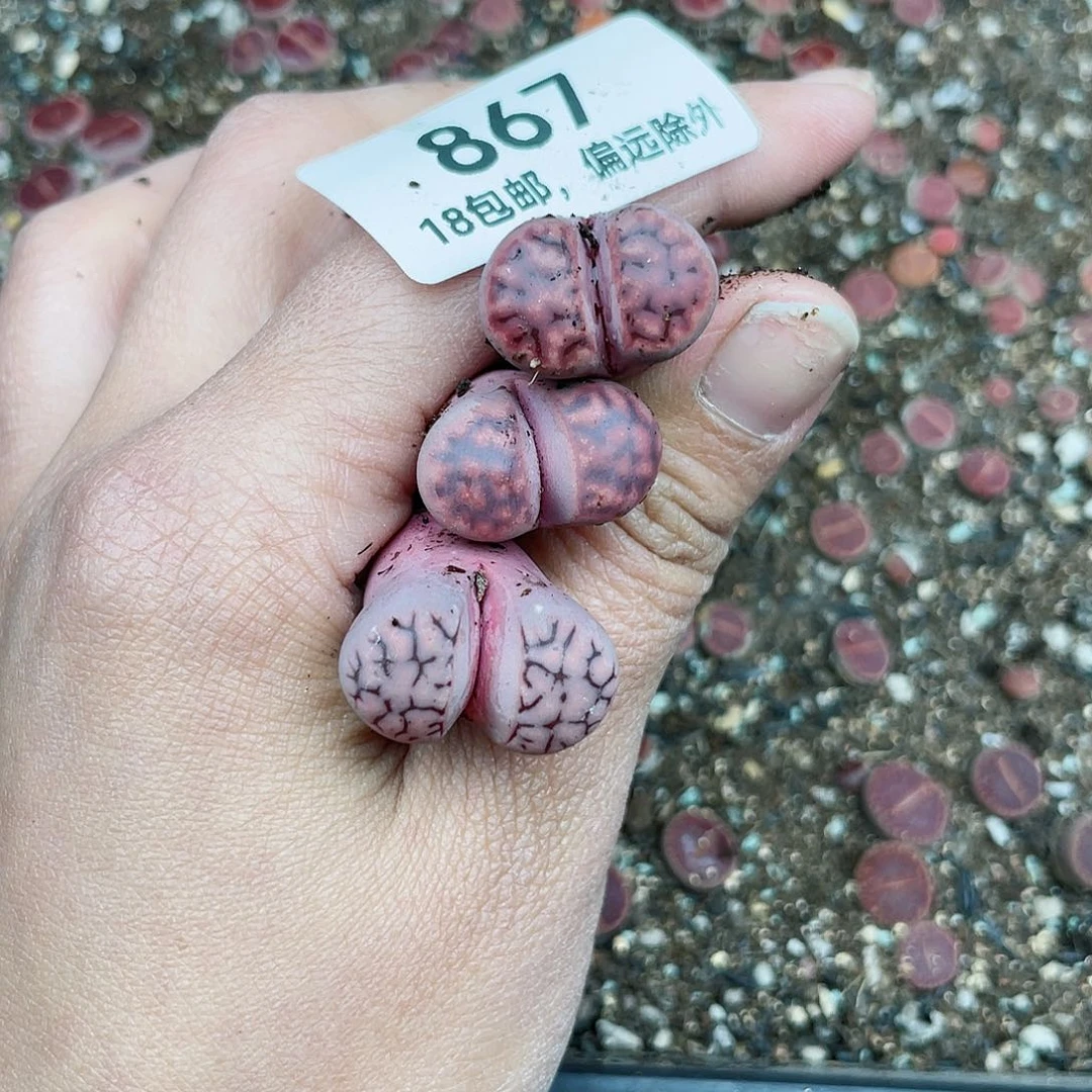 小*子867啊咯嘛咯哦哦哦