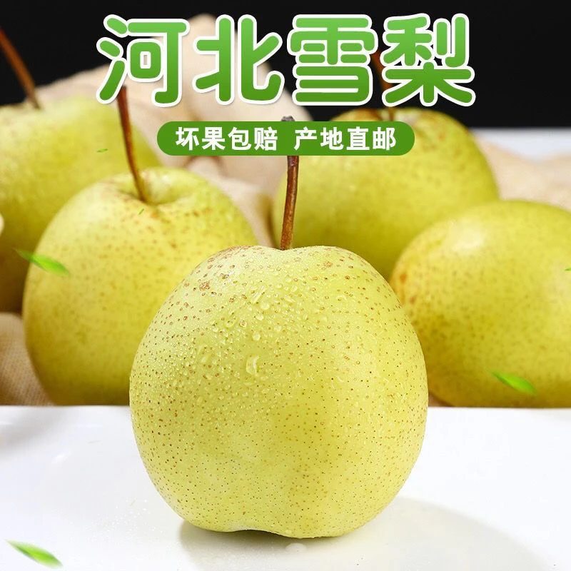 河北雪花梨古树大雪梨果园直发带箱5斤9斤产地包邮