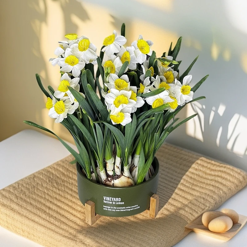 轻奢简约北欧风漳州正宗水仙花绿色陶瓷盆带木质底座清新淡雅