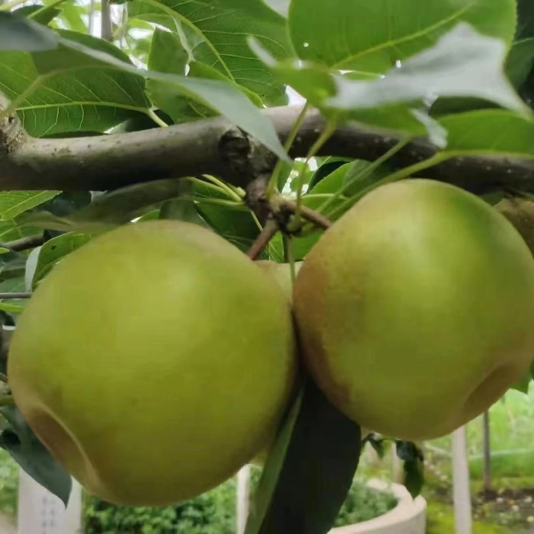 帽哥农场湖北应季水果翠冠梨