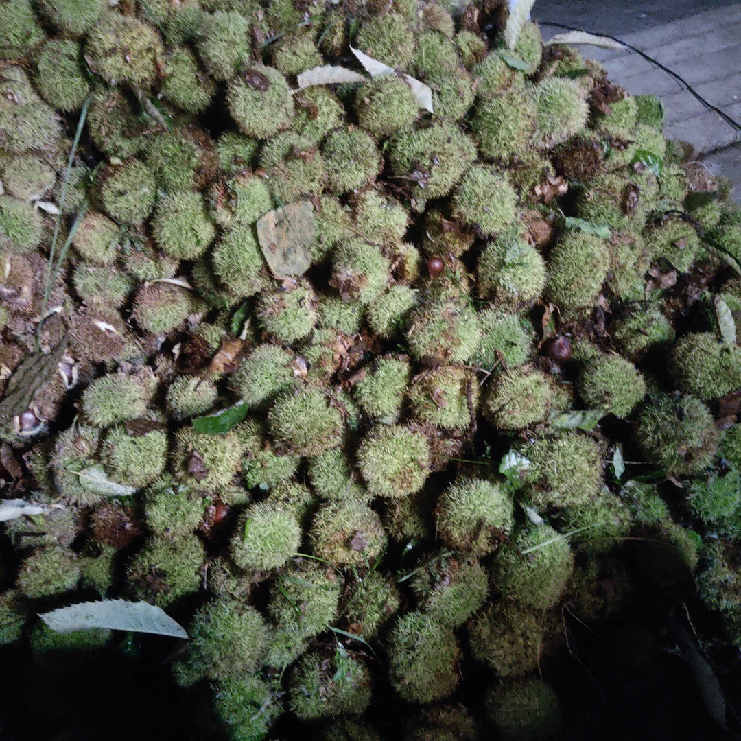 带刺外壳栗子收到后尽快吃完，或者煮熟冷冻，别捂了