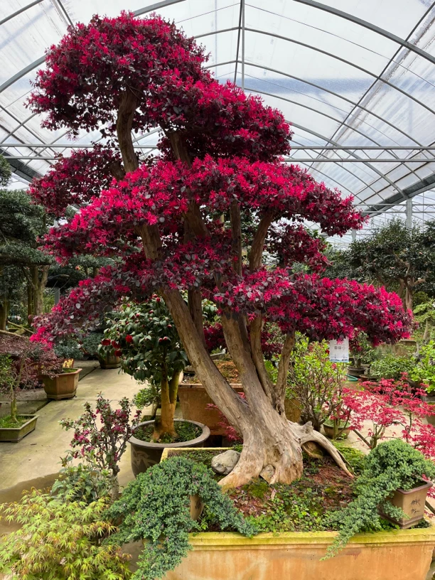 老桩造型红花檵木适合庭院别墅公司种植四季常红不落叶