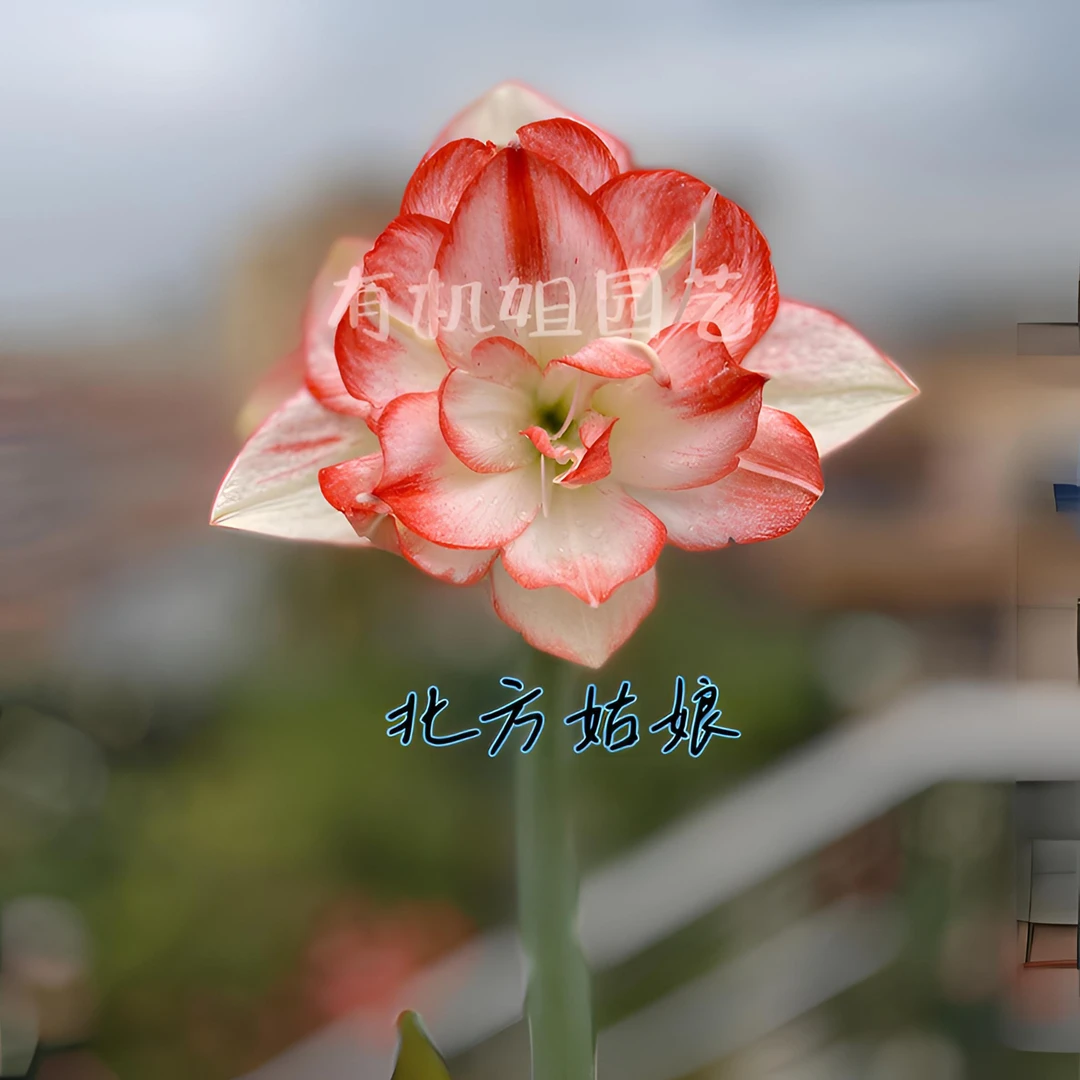 有机姐园艺/朱顶红/北方姑娘/澳朱