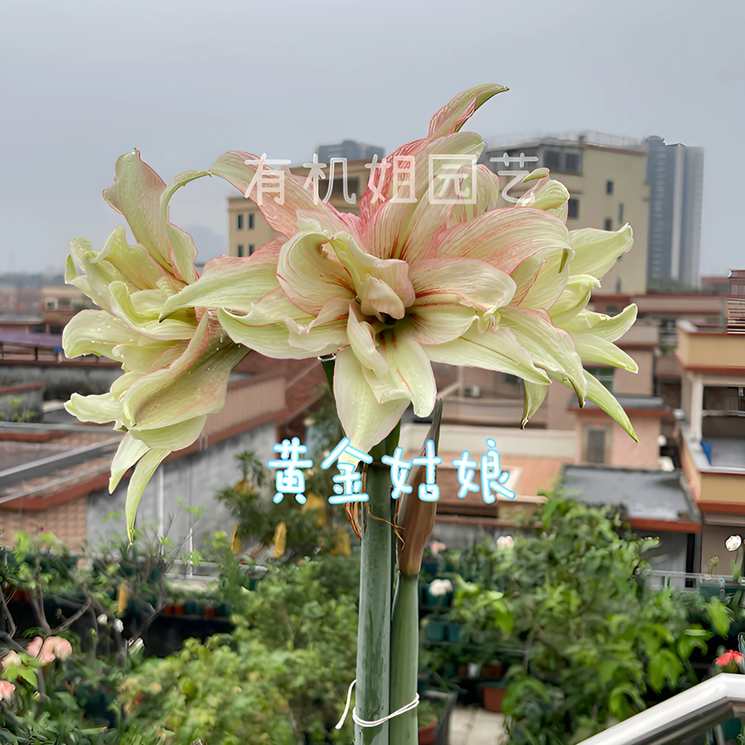 有机姐园艺/朱顶红/黄金姑娘/台朱/盆苗