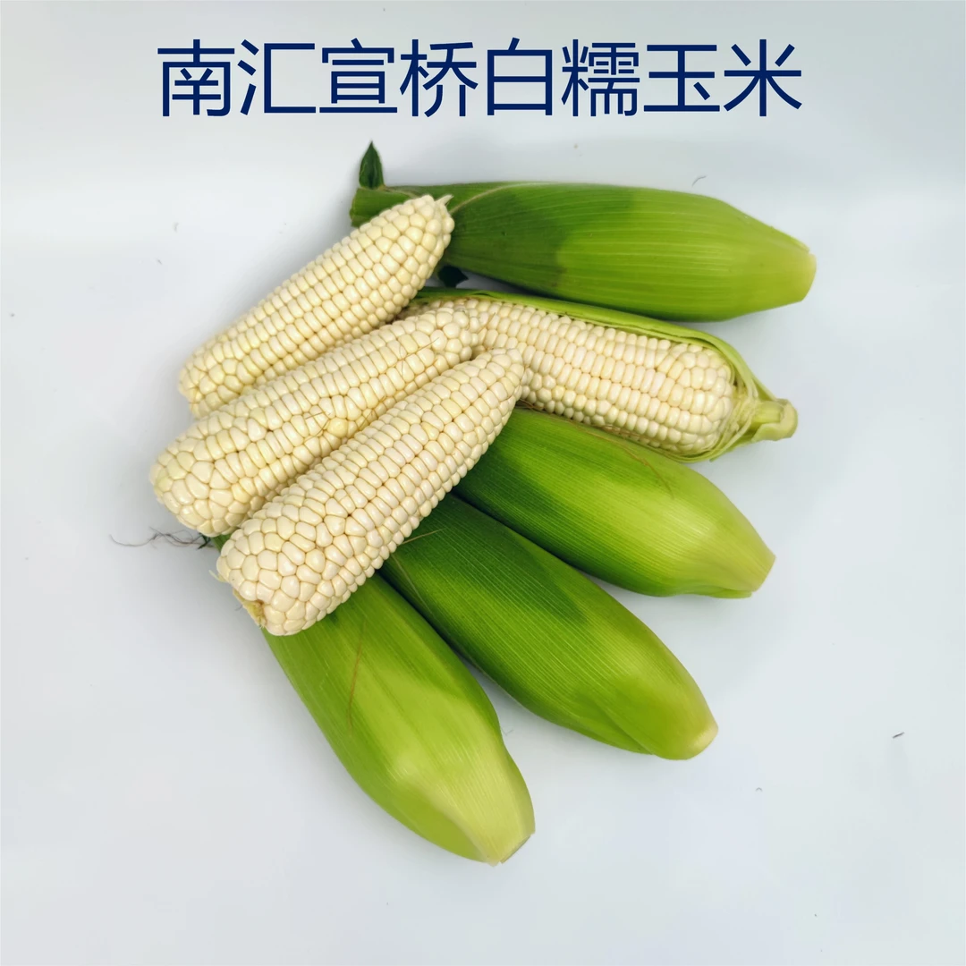 上海南汇大团宣桥本地玉米整箱新鲜白糯玉米带壳现摘现发5斤/10斤